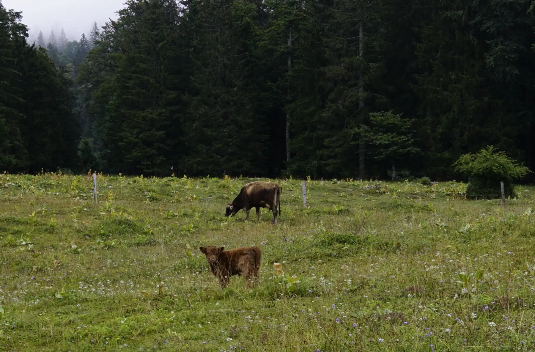 cow calf