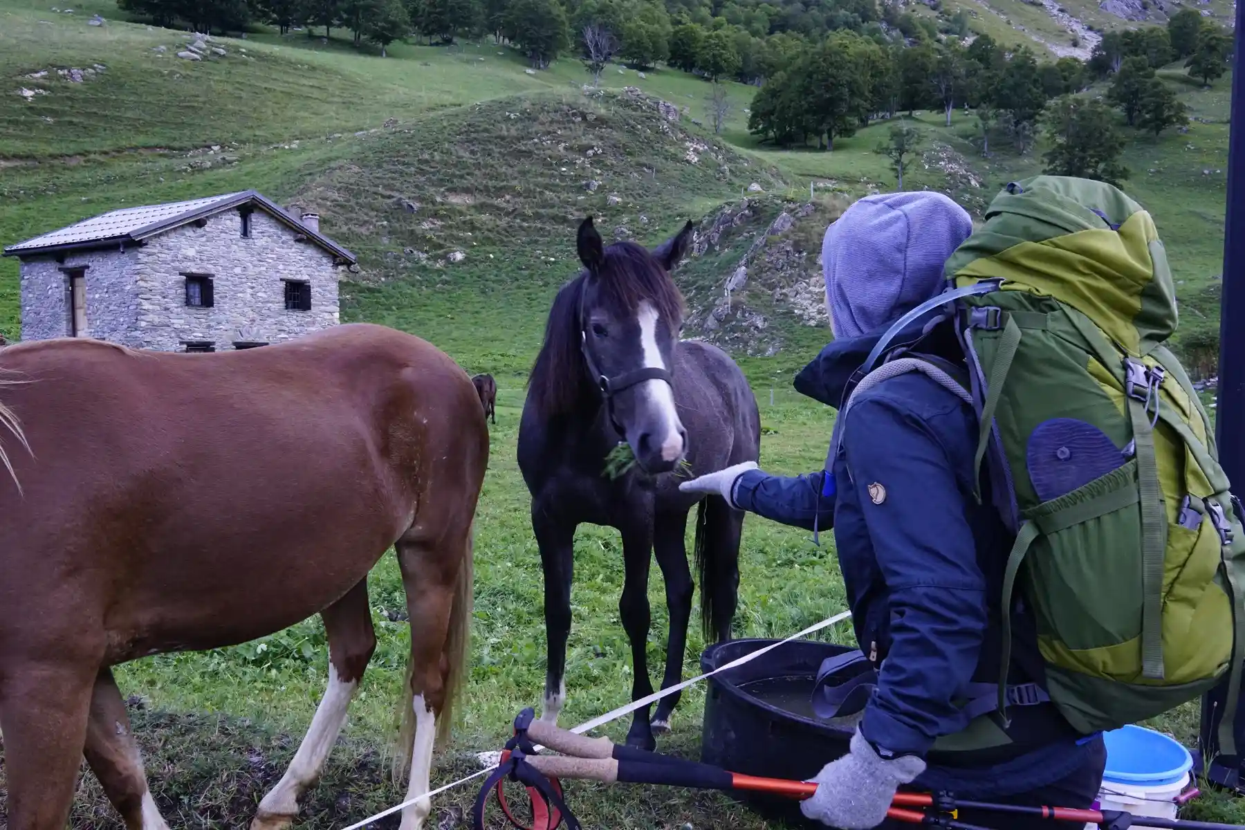 hiker feeding horses