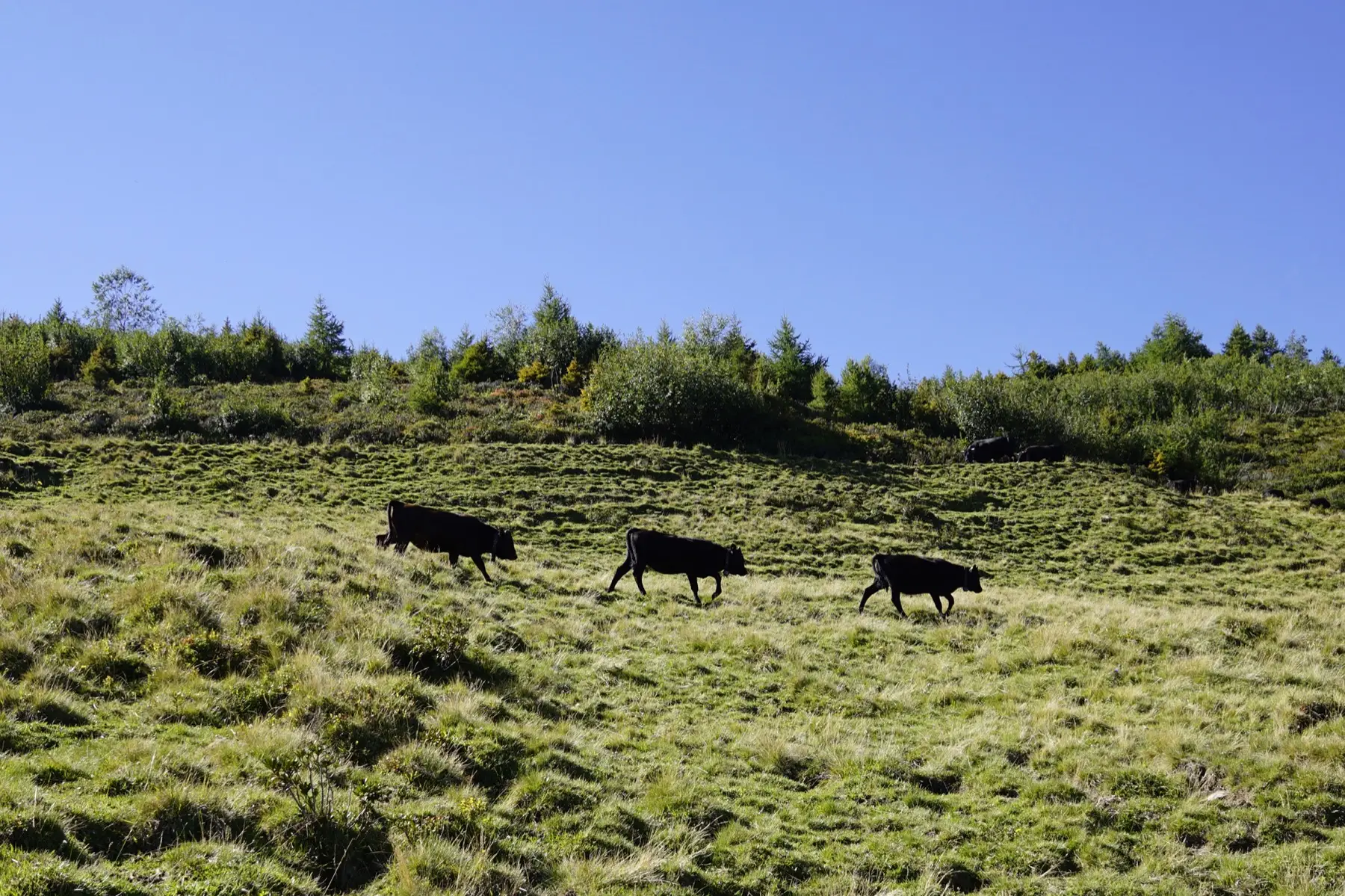 cow trio walking