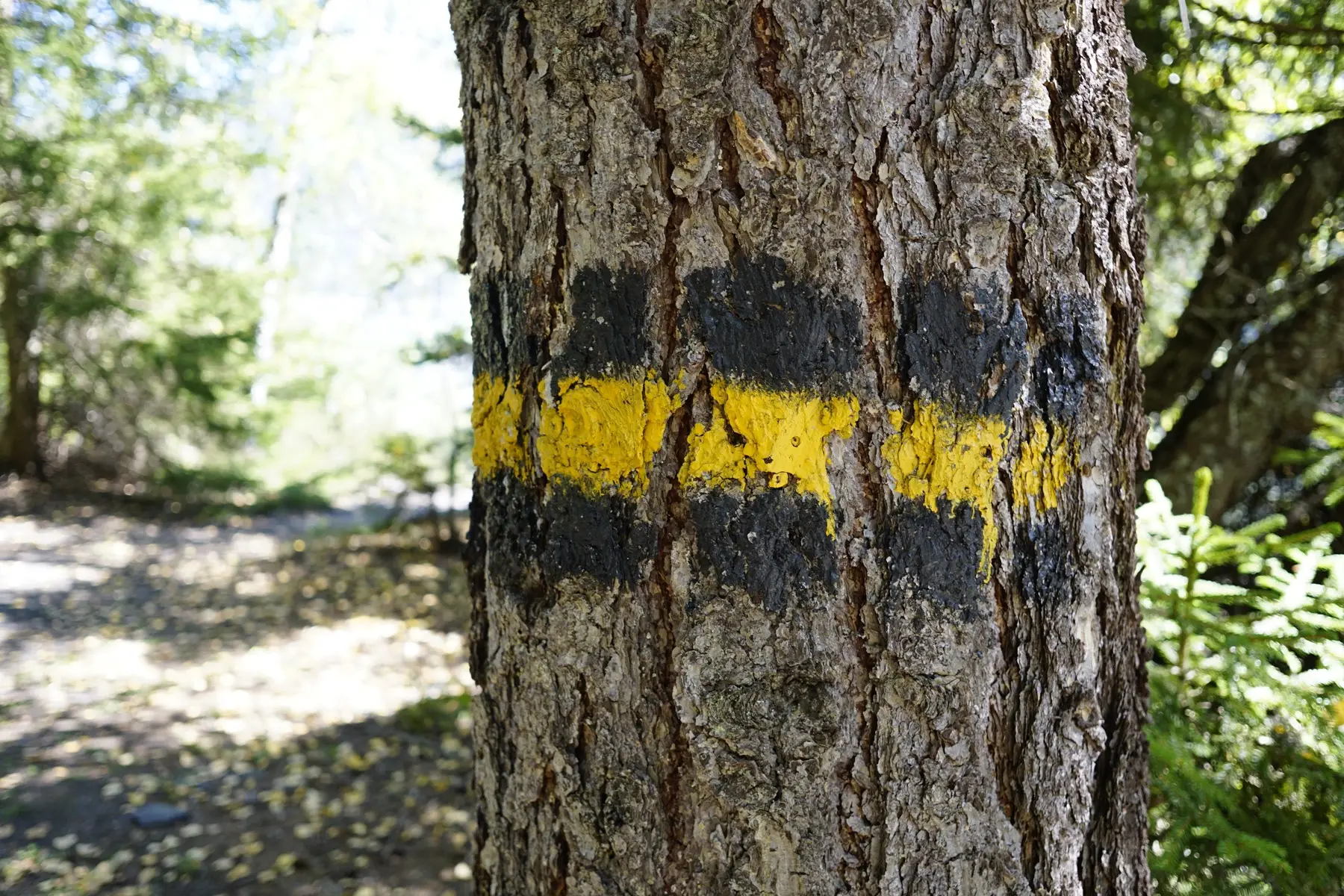 painted trail sign on tree